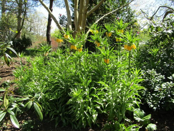 Crown Imperial (Fritillaria imperialis)