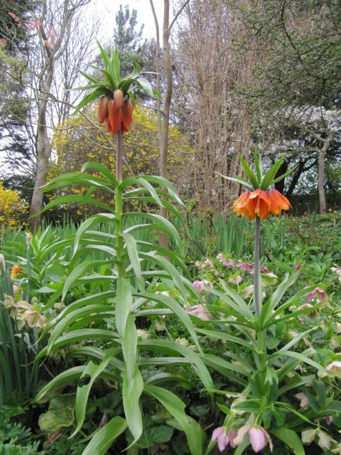 Crown Imperial (Fritillaria imperialis)