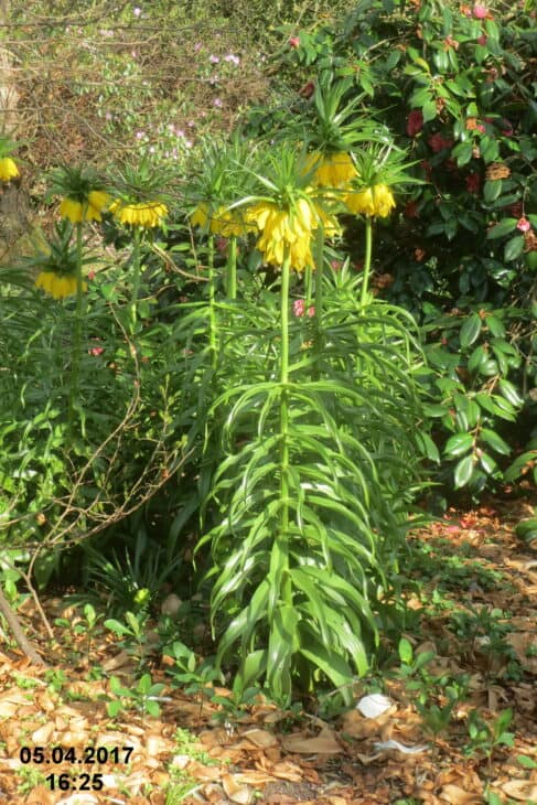 Crown Imperial (Fritillaria imperialis)