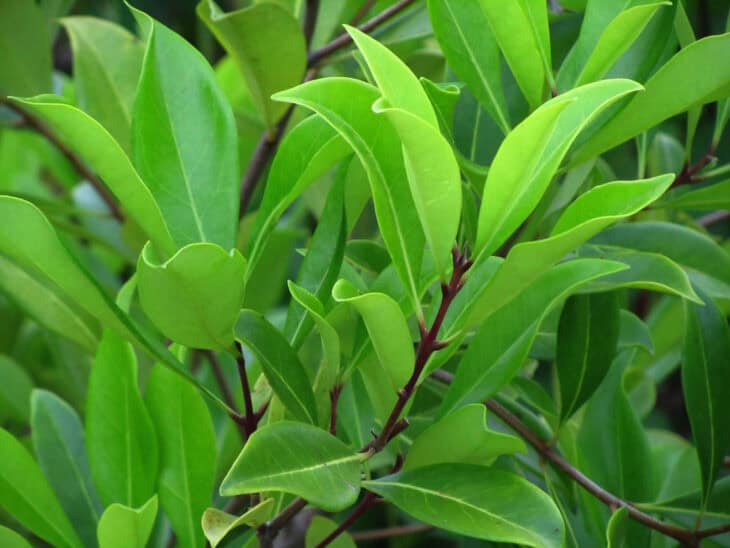 Devilwood (Osmanthus americanus - Cartrema americana)