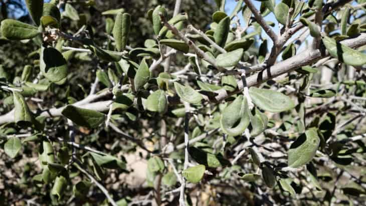 Diospyros texana