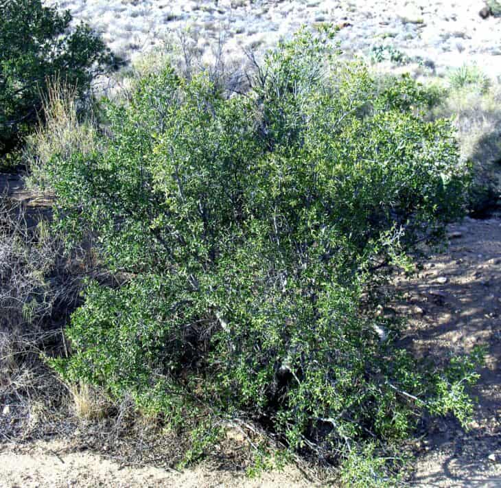 Diospyros texana