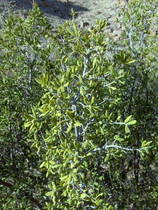 Diospyros texana