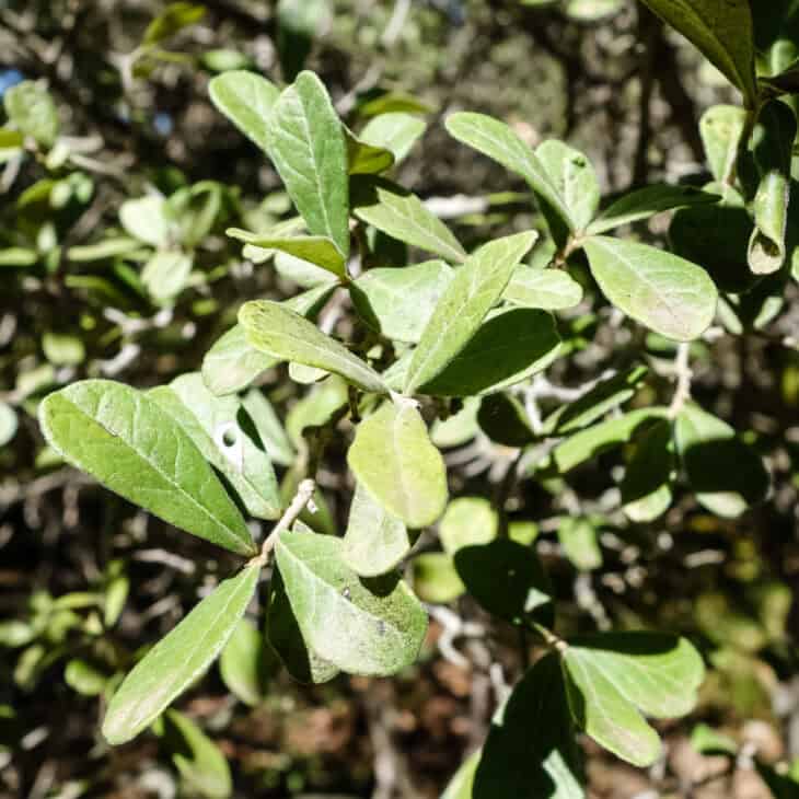 Diospyros texana