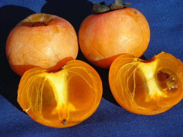 American Persimmon