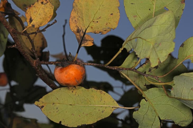 American Persimmon
