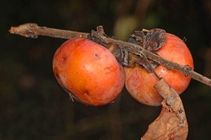 American Persimmon