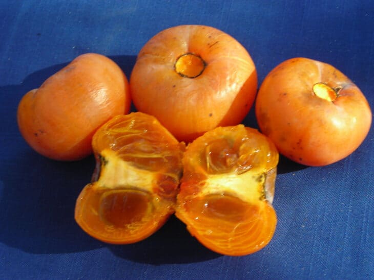 American Persimmon