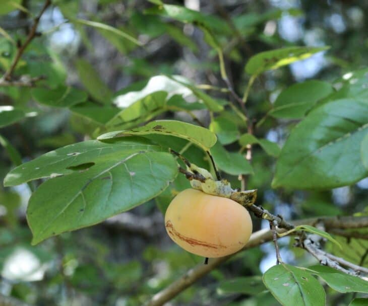 American Persimmon