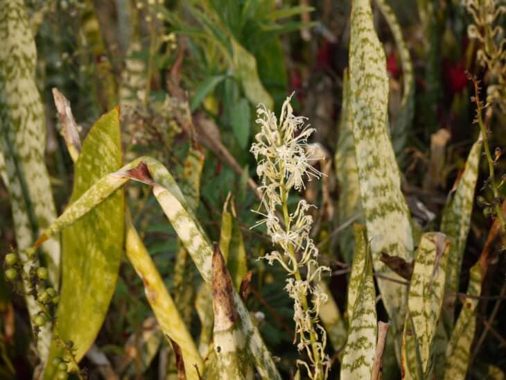 Dracaena trifasciata