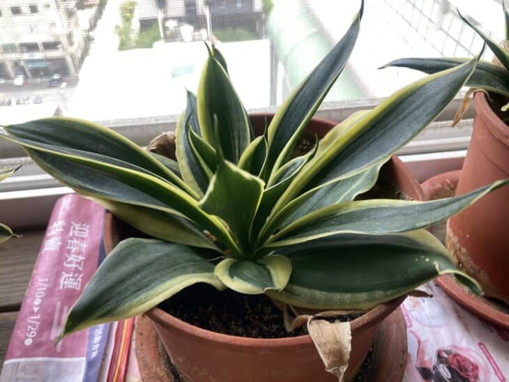 Dracaena trifasciata