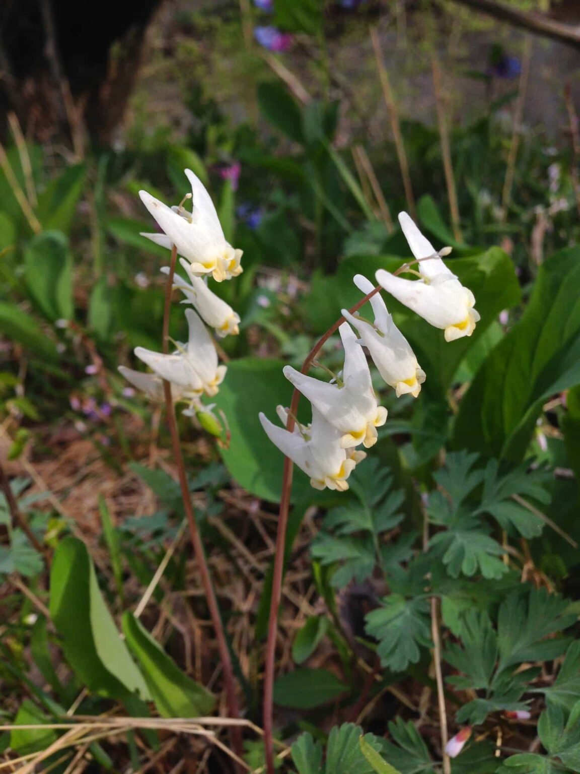 Dutchman's Breeches (Dicentra cucullaria)