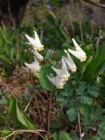 Dutchman's Breeches (Dicentra cucullaria)