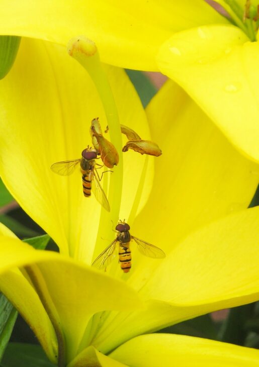 Easter Lily (Lilium longiflorum)