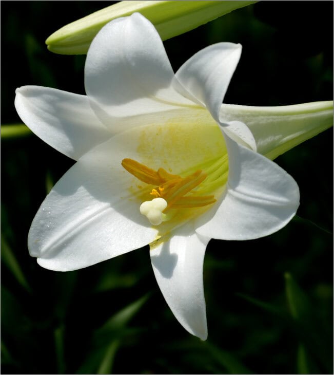 Easter Lily (Lilium longiflorum)