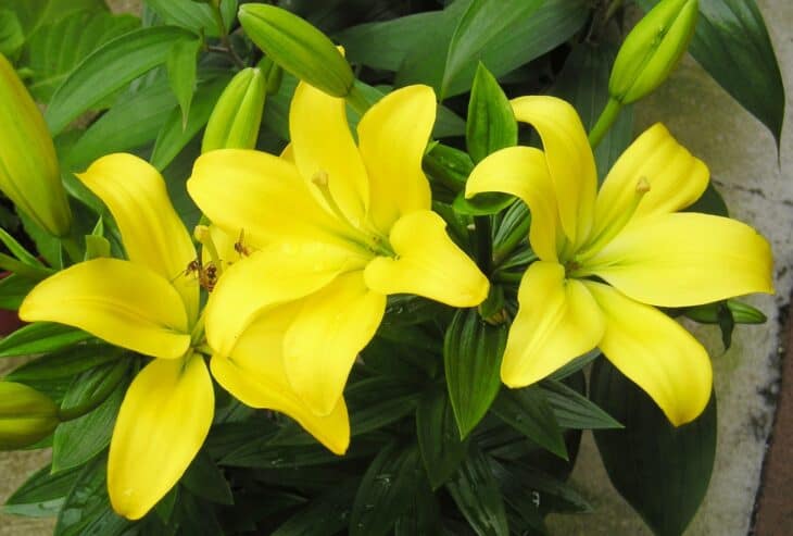 Easter Lily (Lilium longiflorum)