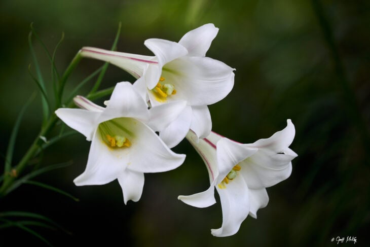 Easter Lily (Lilium longiflorum)