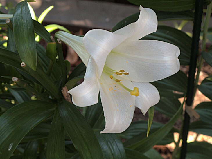 Easter Lily (Lilium longiflorum)