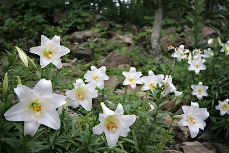 Easter Lily (Lilium longiflorum)