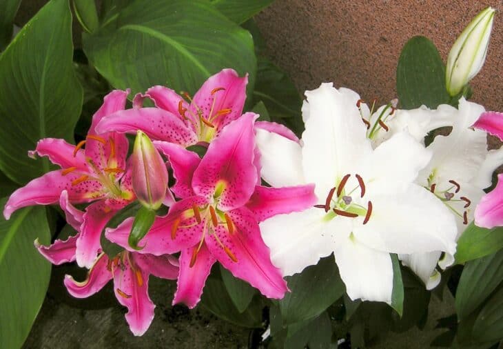 Easter Lily (Lilium longiflorum)