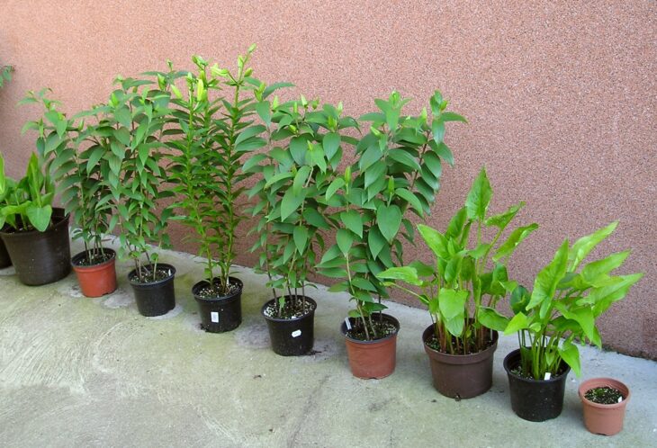 Easter Lily (Lilium longiflorum)