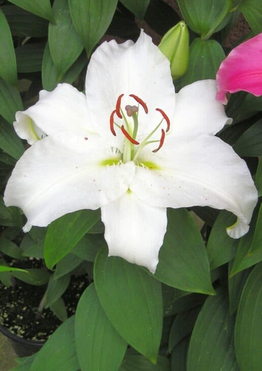 Easter Lily (Lilium longiflorum)