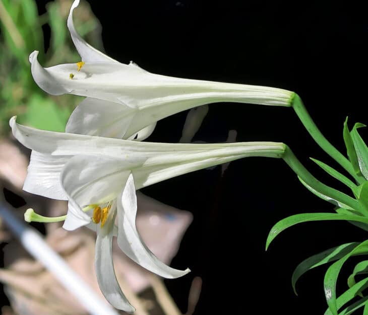 Easter Lily (Lilium longiflorum)