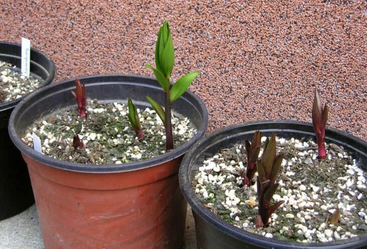 Easter Lily (Lilium longiflorum)