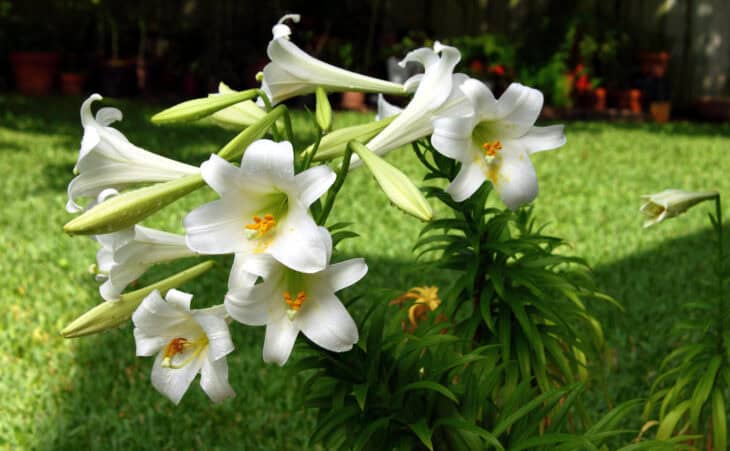 Easter Lily (Lilium longiflorum)