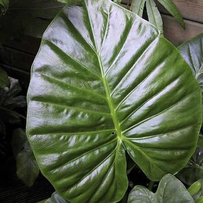 Elephant’s Ear (Alocasia calidora)