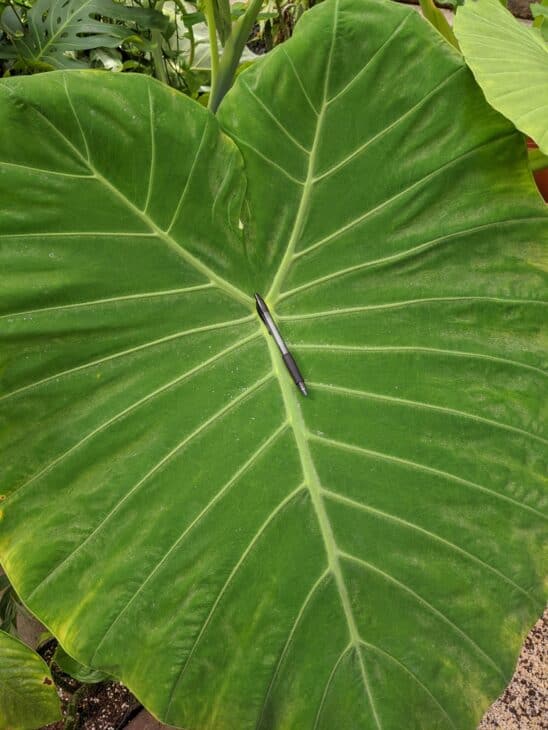 Elephant’s Ear (Alocasia calidora)