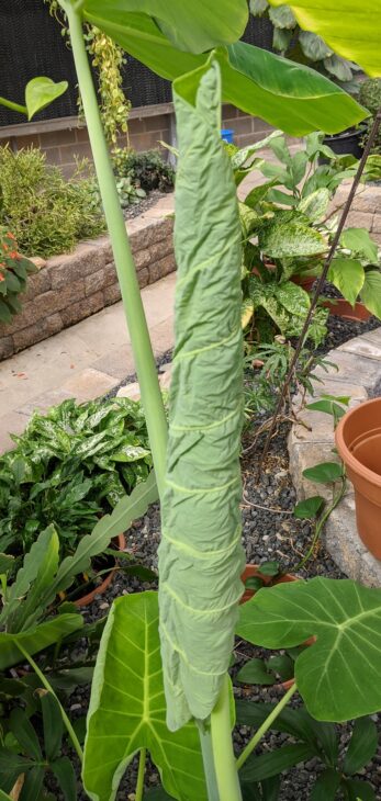 Elephant’s Ear (Alocasia calidora)