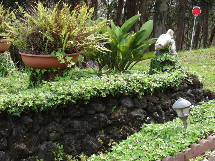 English Ivy (Hedera helix)