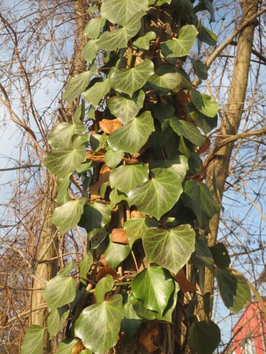 English Ivy (Hedera helix)