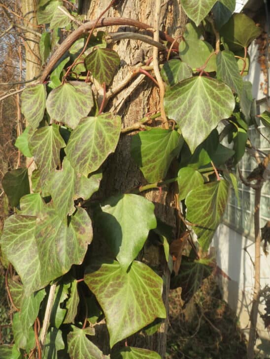 English Ivy (Hedera helix)