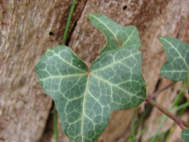 English Ivy (Hedera helix)