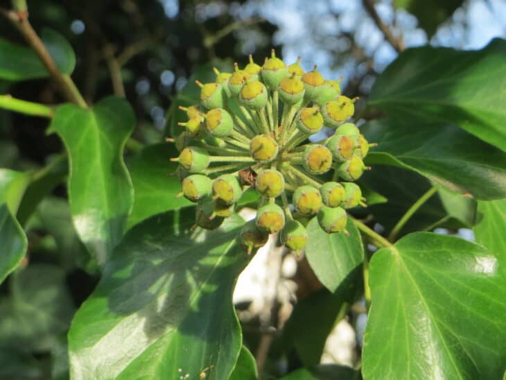 English Ivy (Hedera helix)