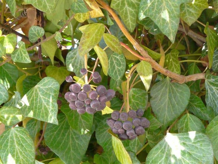 English Ivy (Hedera helix)