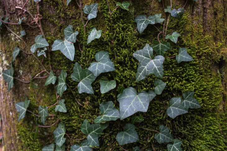 English Ivy (Hedera helix)