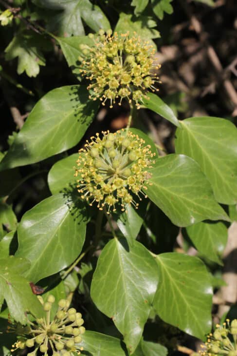 English Ivy (Hedera helix)