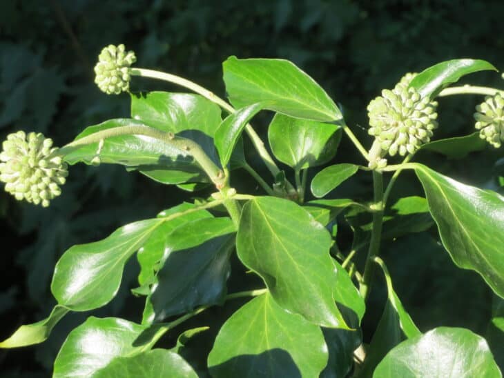 English Ivy (Hedera helix)