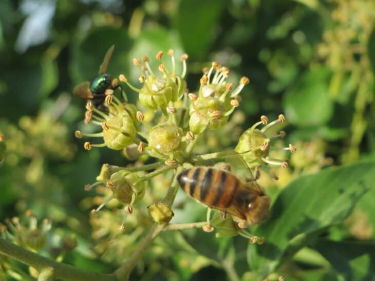 English Ivy (Hedera helix)