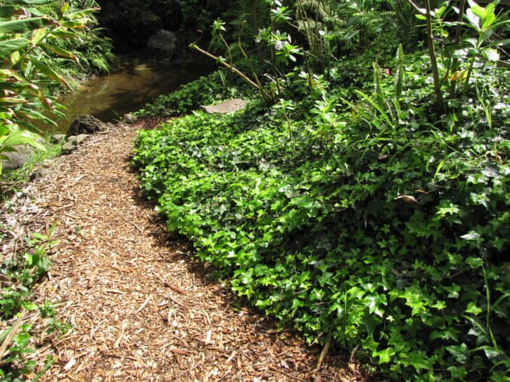 English Ivy (Hedera helix)