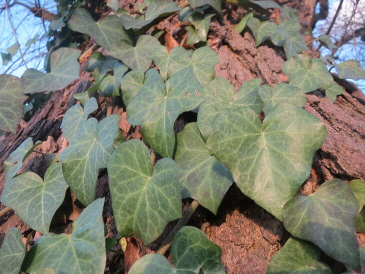 English Ivy (Hedera helix)