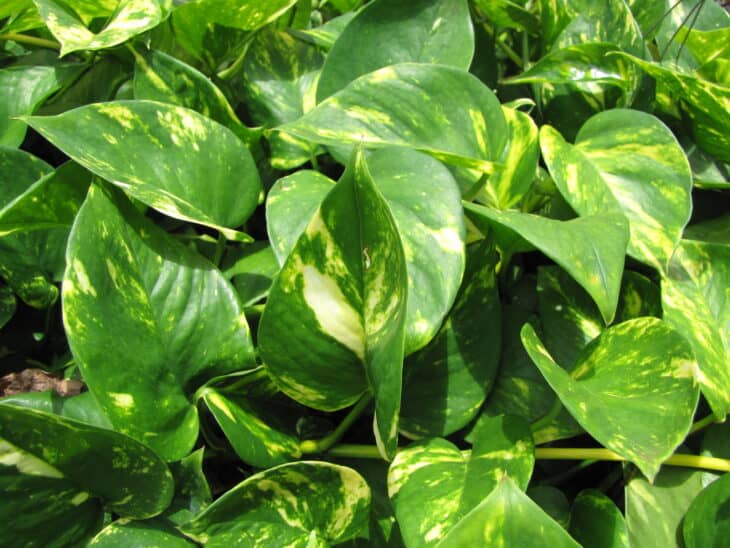 Epipremnum aureum