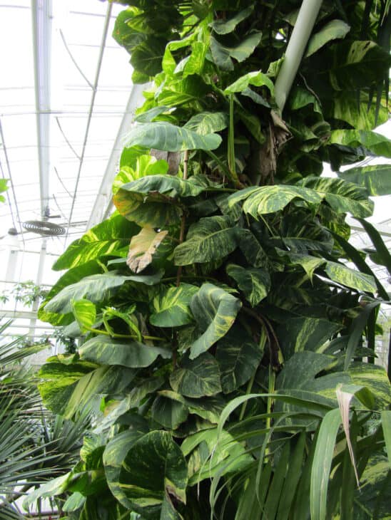 Epipremnum aureum