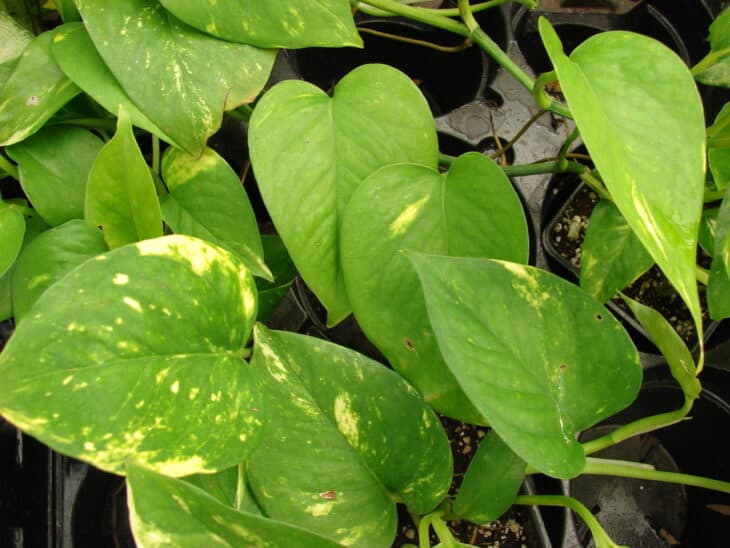 Epipremnum aureum
