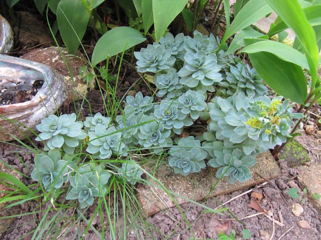 Euphorbia myrsinites