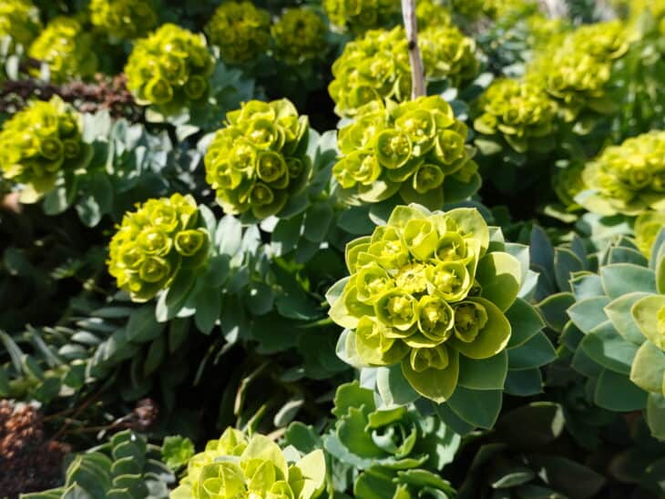 Euphorbia myrsinites