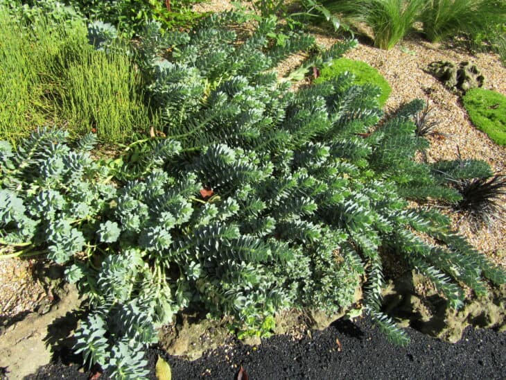 Euphorbia myrsinites